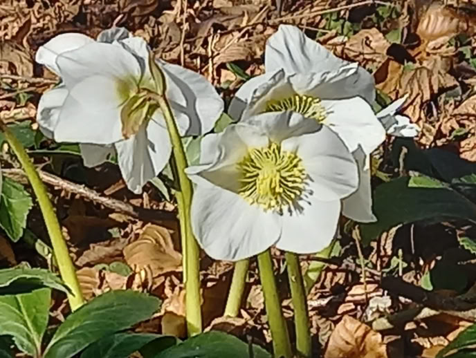 Kostenloses Stock Foto zu abbildung, abstrakt, blatt